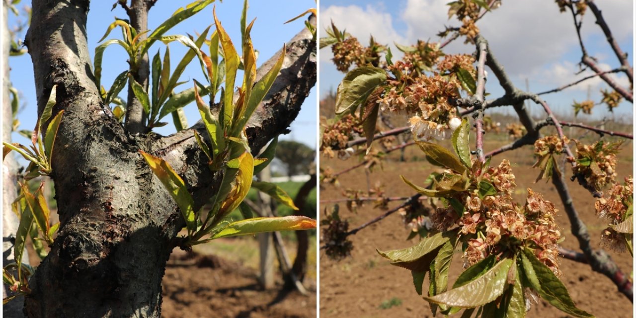 Küresel İklim Değişikliği Meyve Bahçelerinde Rekolte Kaybına Neden Oluyor