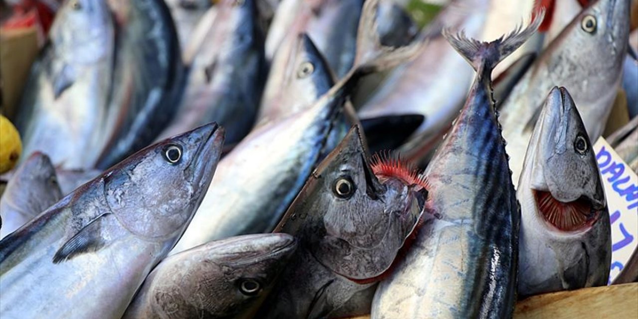 Bu Sezon Denizlerde Palamut Bolluğu Yaşandı