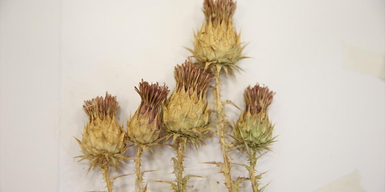 Şırnak'ta Bulunan Bitki 12 Yıllık Çalışma Sonucu Literatüre Kazandırıldı