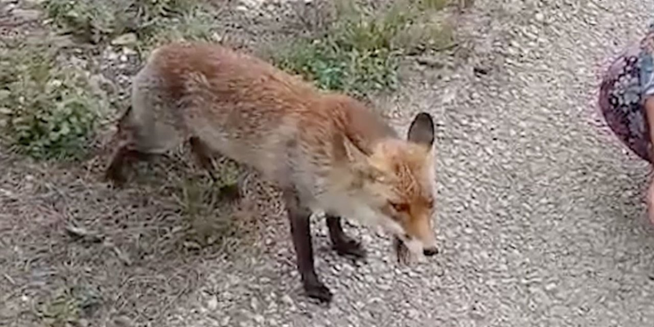 Gelibolu Yarımadası'ndaki Tilki Ziyaretçilerin İlgi Odağı Oluyor