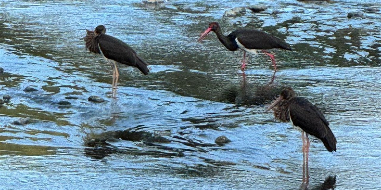 Türkiye'de Nadir Görülen Kara Leylekler Düzce'de Görüntülendi