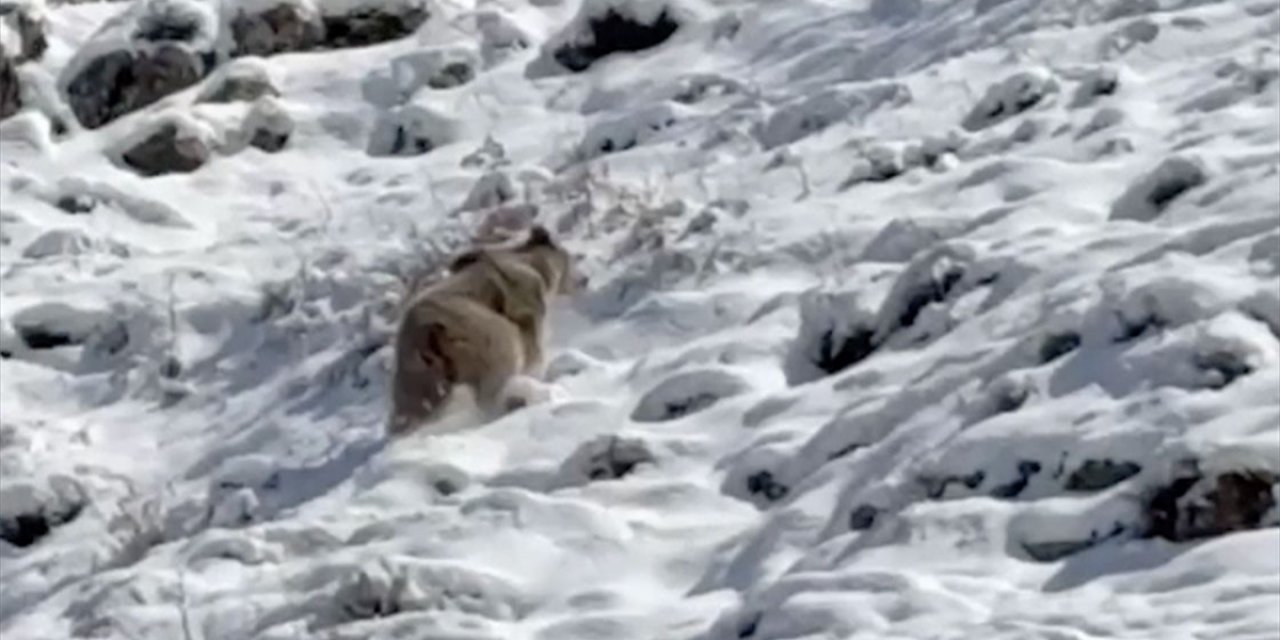 Bayburt'ta Bir Kişi Dağda Gördüğü Ayıya Islık Çalıp "Gel" Diyerek Seslendi