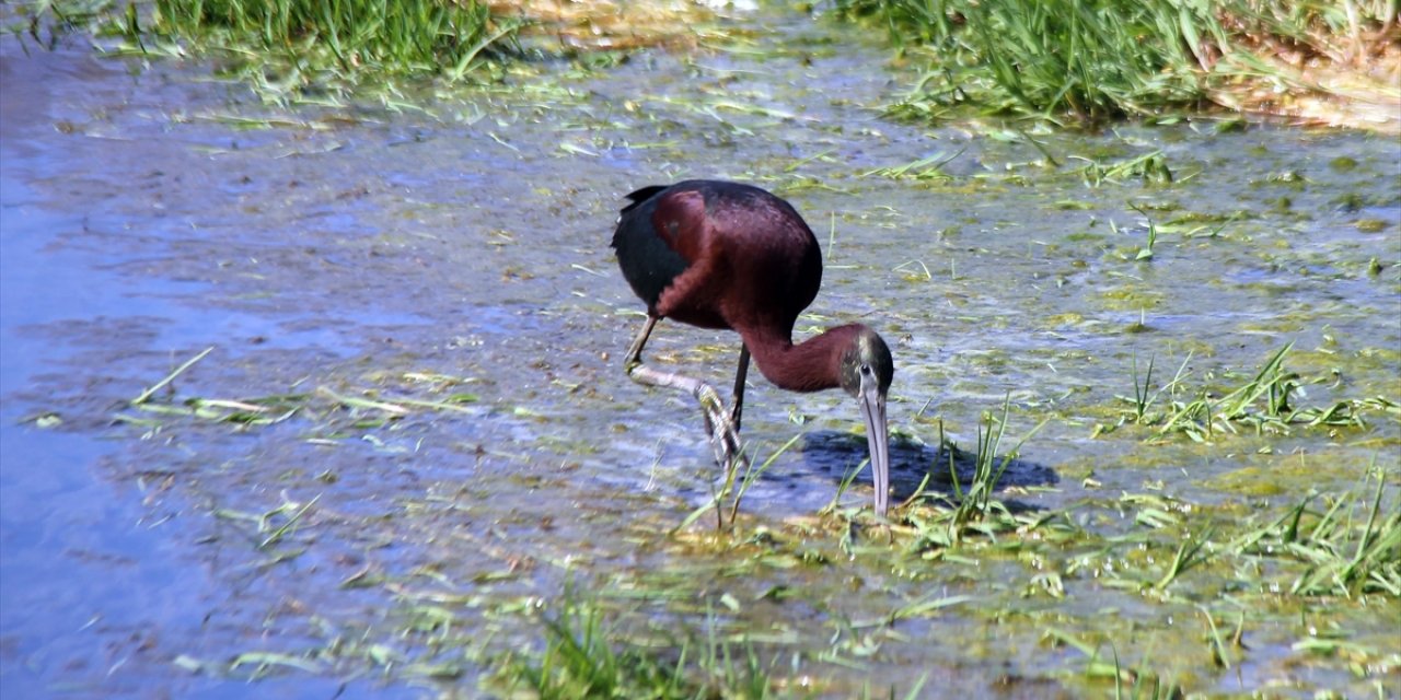 Nesli Tükenme Tehlikesi Altındaki Çeltikçi Kuşu Sivas'ta Görüntülendi