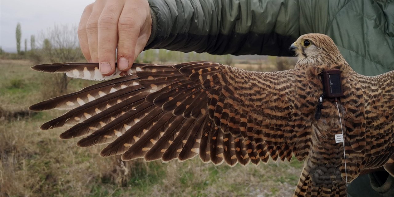 Iğdır'da Uydu Verici Takılan Kerkenez, 183 Kilometre Yol Katederek Ermenistan'a Uçtu