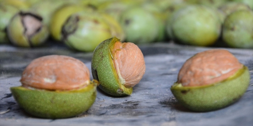 Tescilli 'Hekimhan Cevizi'nde Bereketli Hasat