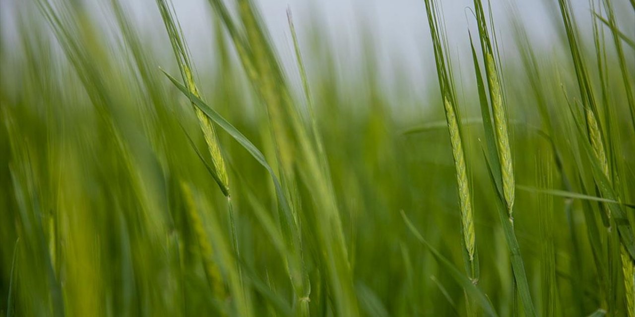 IKBY’de Kuraklık Tarım ve Hayvancılığı Olumsuz Etkiliyor