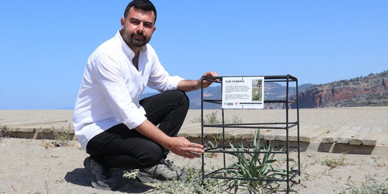 Antalya'da Kum Zambakları Koruma Altına Alındı