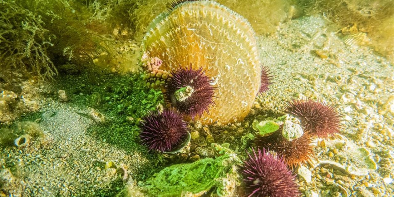 Marmara'da Müsilajla Mücadelede Deniz Çayırları ve Pina Midyeleri Kullanılacak