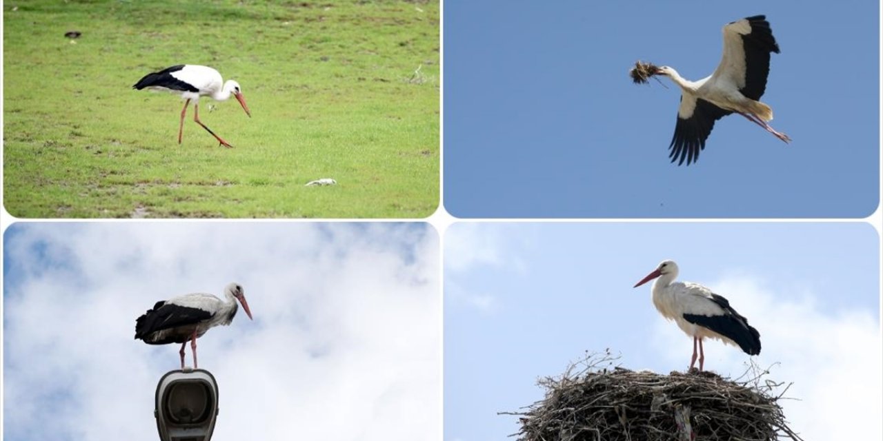 Muş Ovası'nda 250'den Fazla Köy, Leyleklere Ev Sahipliği Yapıyor