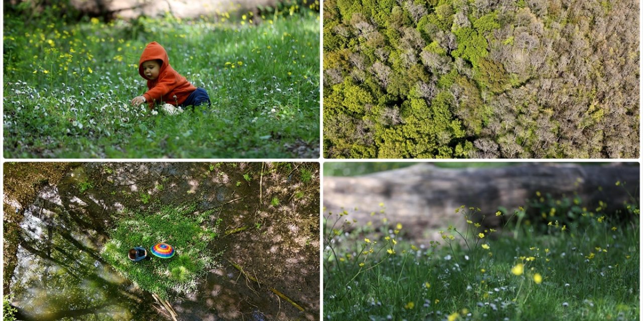Kırklareli'nin Longoz Ormanları İlkbaharla Renklendi
