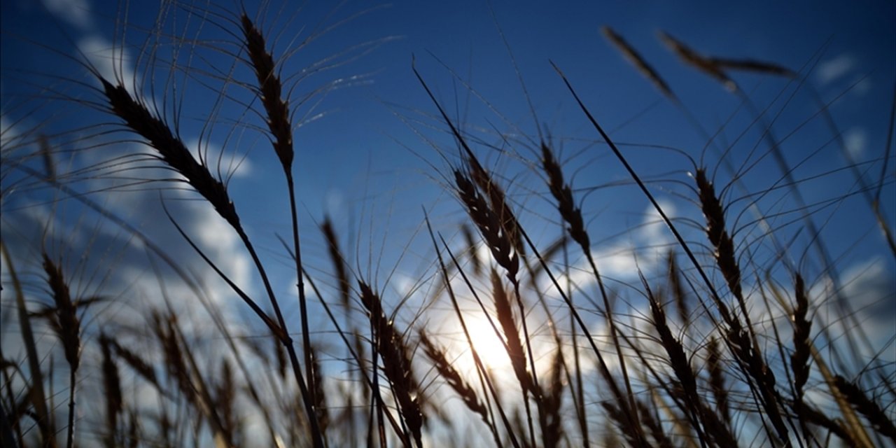 Dünya Gıda Programı'ndan Türkiye'yi 'Stratejik Stok Merkezi' Olarak Konumlandırma Talebi