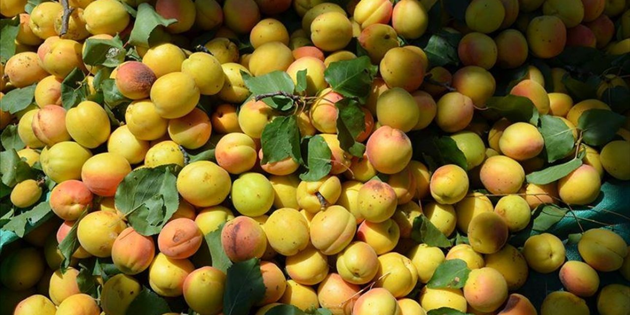 Zirai Dondan Etkilenen Kayısıda 5 Yılda 329,3 Milyon Dolarlık İhracat Gerçekleşti