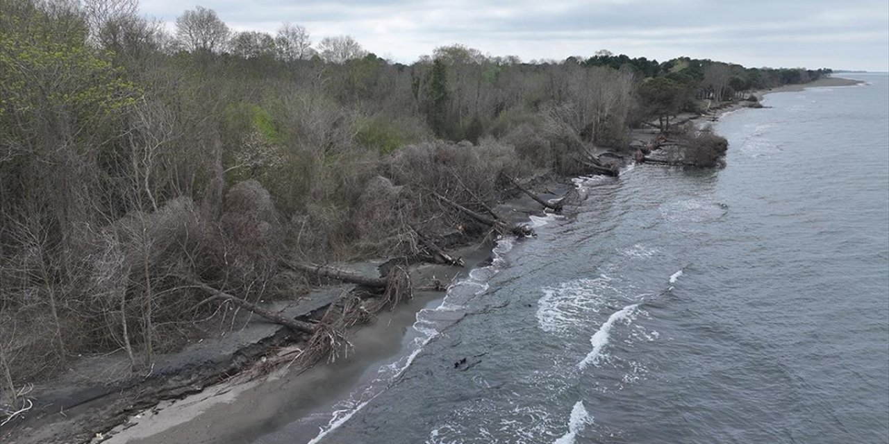 Terme Ovası'nda Kıyı Erozyonu Ağaçları Devirdi