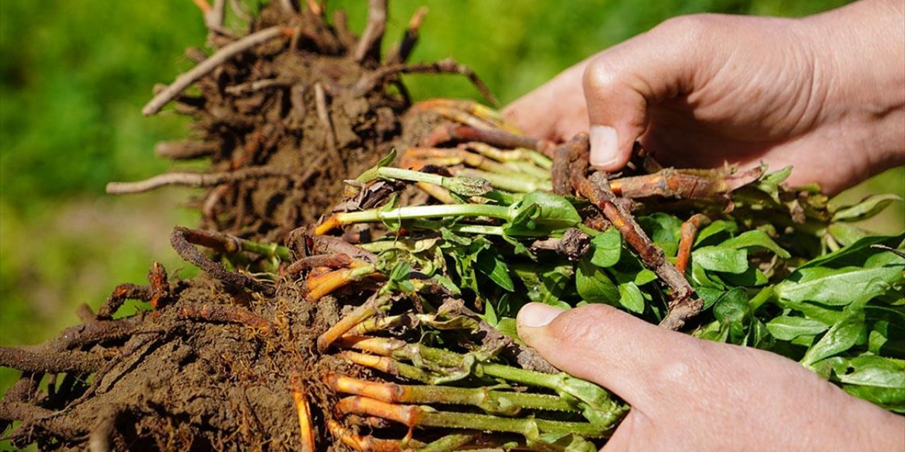 "Efsane Renk" Edirne Kırmızısının Elde Edildiği Kök Boya Bitkisinin Üretim Çalışmaları Sürüyor