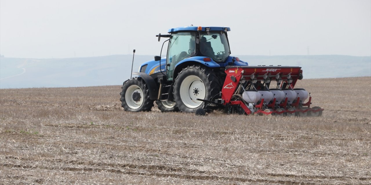 Tekirdağ'da Ayçiçeğinin Kuraklığa Karşı Dayanıklılığı İçin Anıza Ekim Yapılıyor