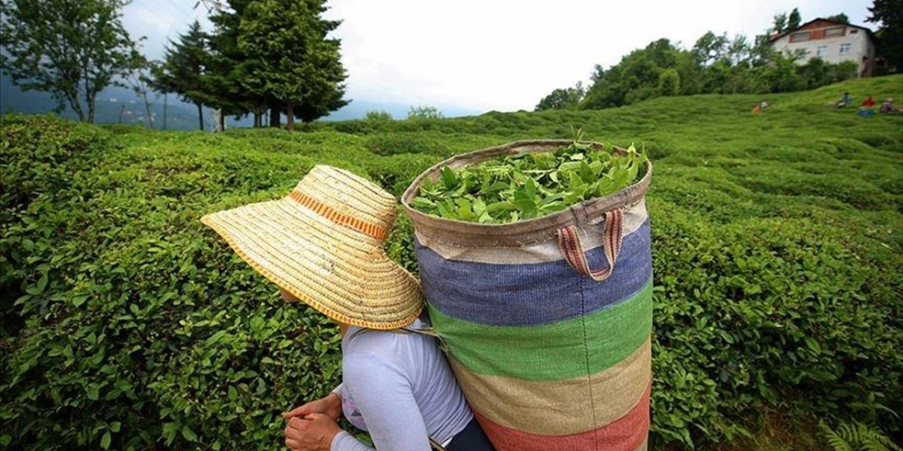 Çaykur 2024 Yılında 73 Milyon Lira Kar Elde Etti