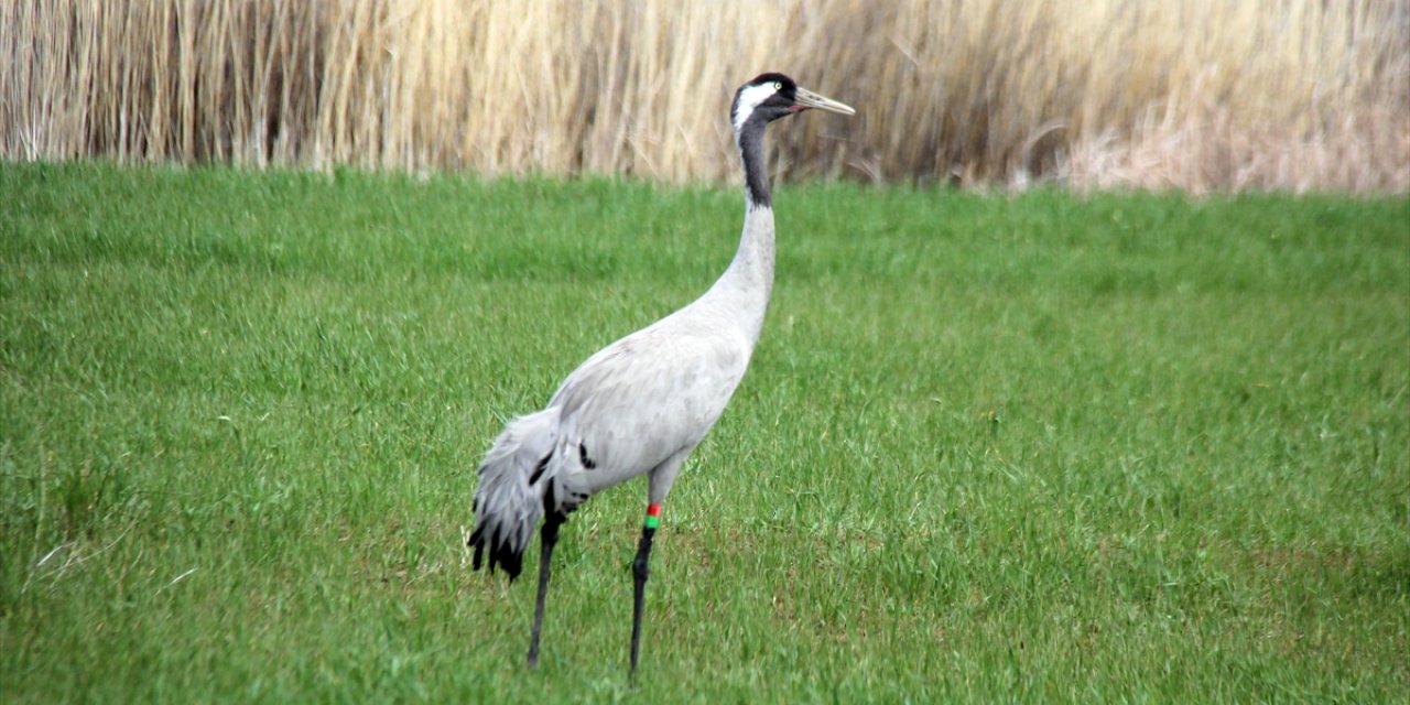 Nesli Tehlike Altındaki Turnalar Sivas'ta Görüntülendi