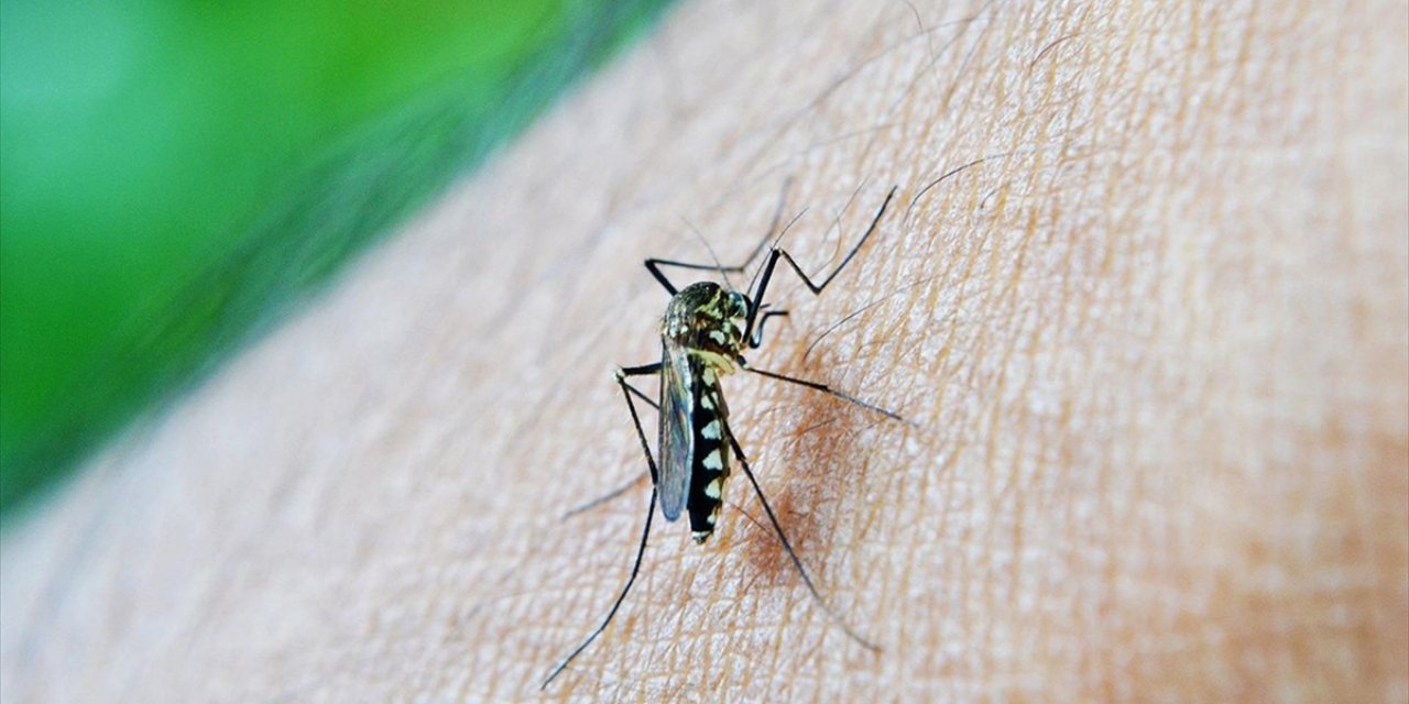 Dünya Genelinde Sıtma Nedeniyle Her Yıl Yüz Binlerce Kişi Hayatını Kaybediyor