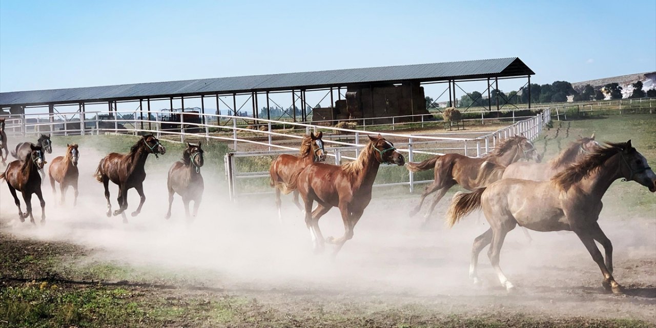 Tigem'in 2025 Yılı Safkan Arap Tay Satış Tarihleri Belirlendi