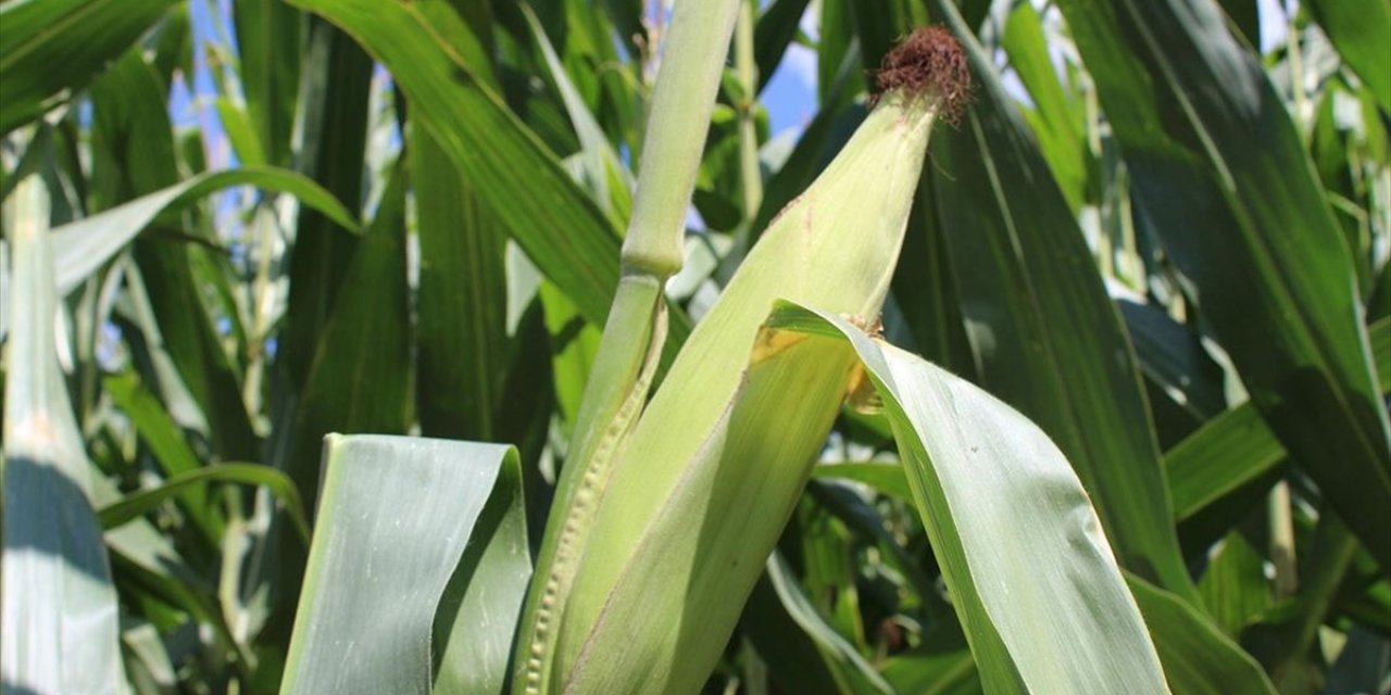 Yem Sanayicilerinden Mısırda Yeni Tarife Kontenjanı Talebi