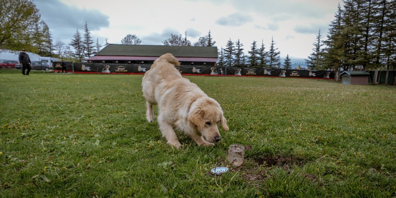 Yer Altındaki Su Kaçaklarını Özel Eğitimli "Hassas" Burunlar Tespit Edecek