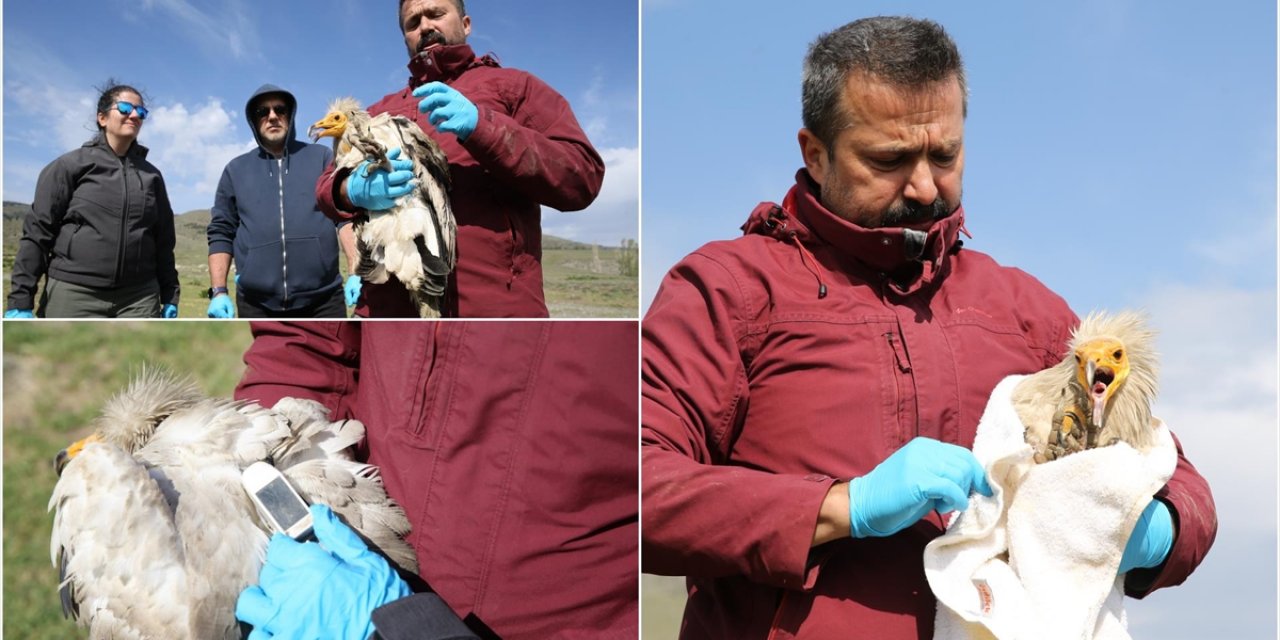 Çiple Takip Edilen Küçük Akbaba 3 Yılda 101 Bin Kilometreden Fazla Uçtu