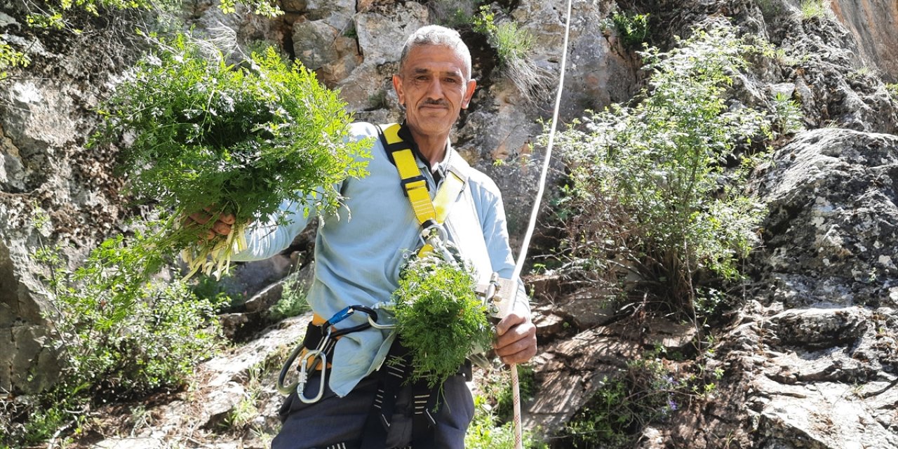 Sarp Yamaçlarda Kişniş Toplayanların Zorlu Mesaisi