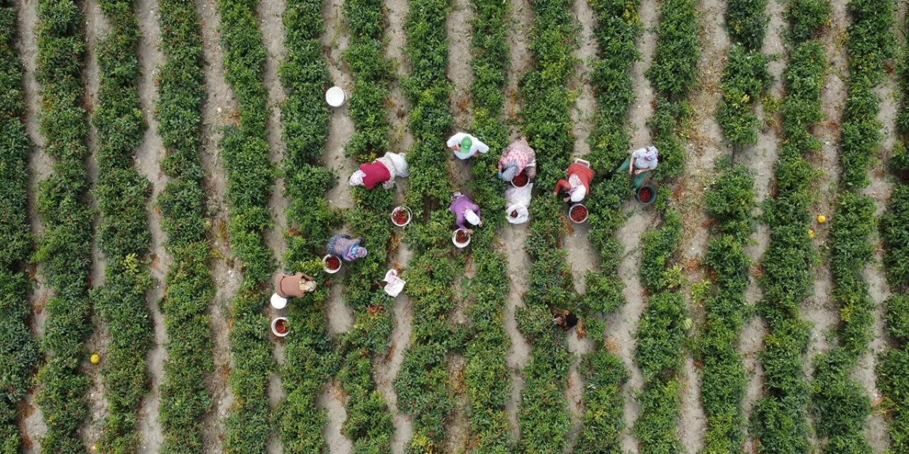 Çiftçilere Yaklaşık 3,1 Milyar Lira Destek Ödemesi Bugün Yapılacak
