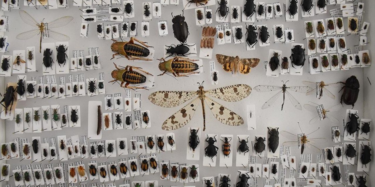 Literatüre Kazandırdığı Böceklere Kendisinin, Eşinin ve Çocuklarının Adını Verdi
