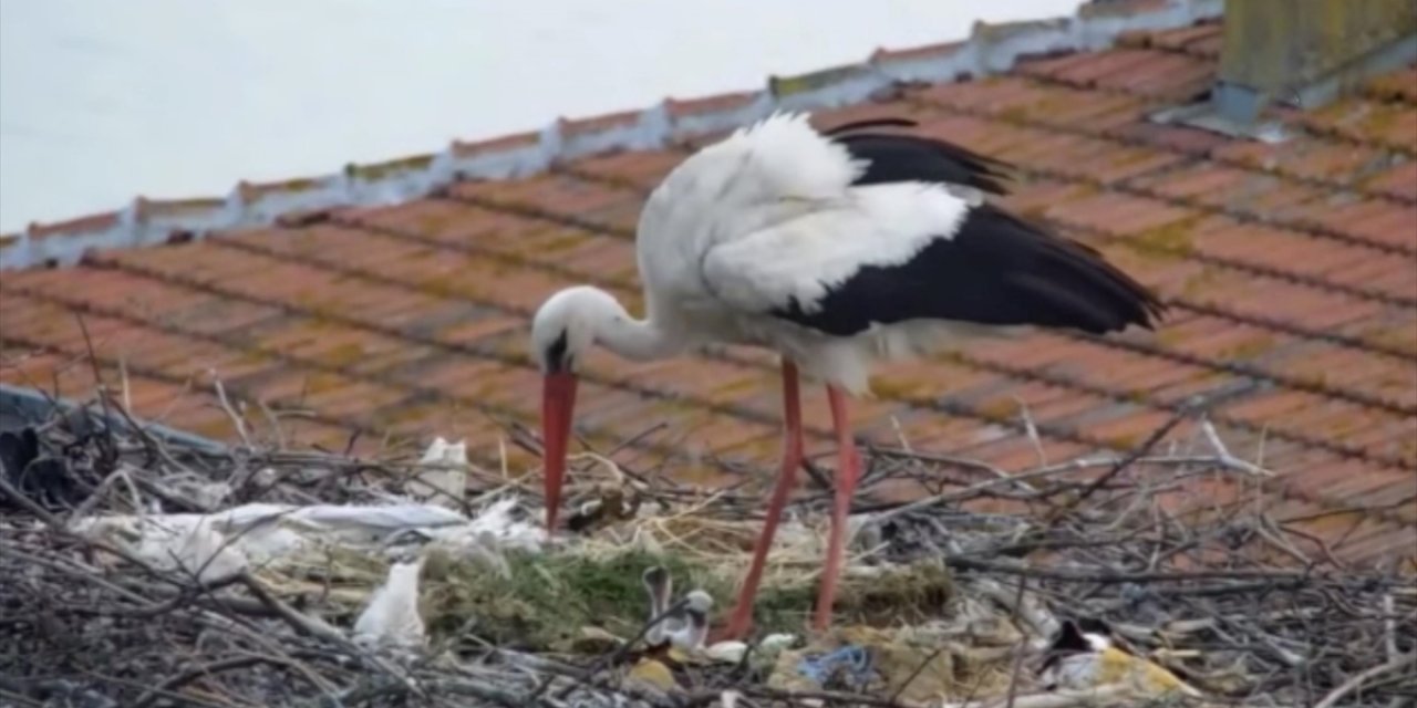 "Yaren" Leyleğin 2 Yavrusu Yumurtadan Çıktı