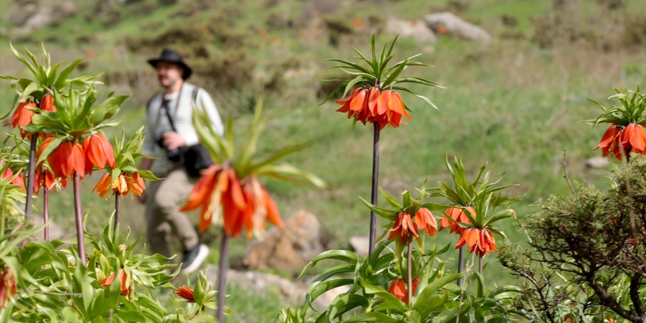 Hakkari'de Ters Lalelerin Süslediği Şivişk Vadisi Doğaseverleri Cezbediyor