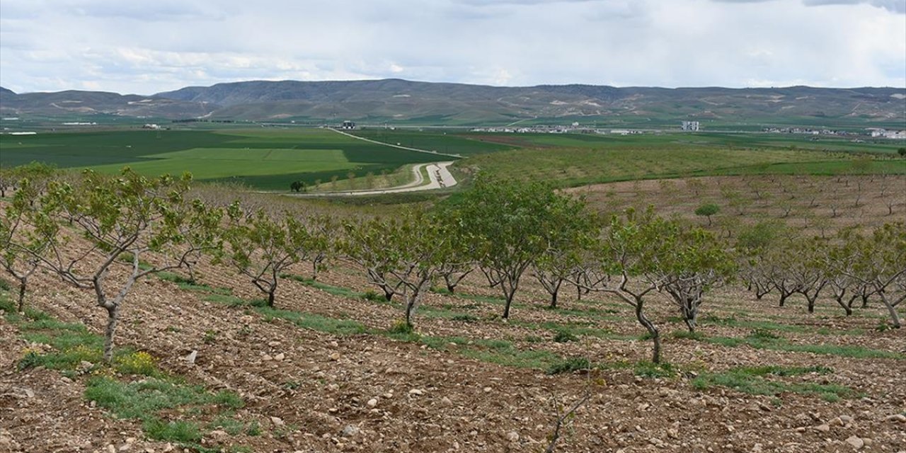 Batman'da Fıstık Dikim Alanı 6 Yılda 75 Binden 154 Bin Dönüme Yükseldi