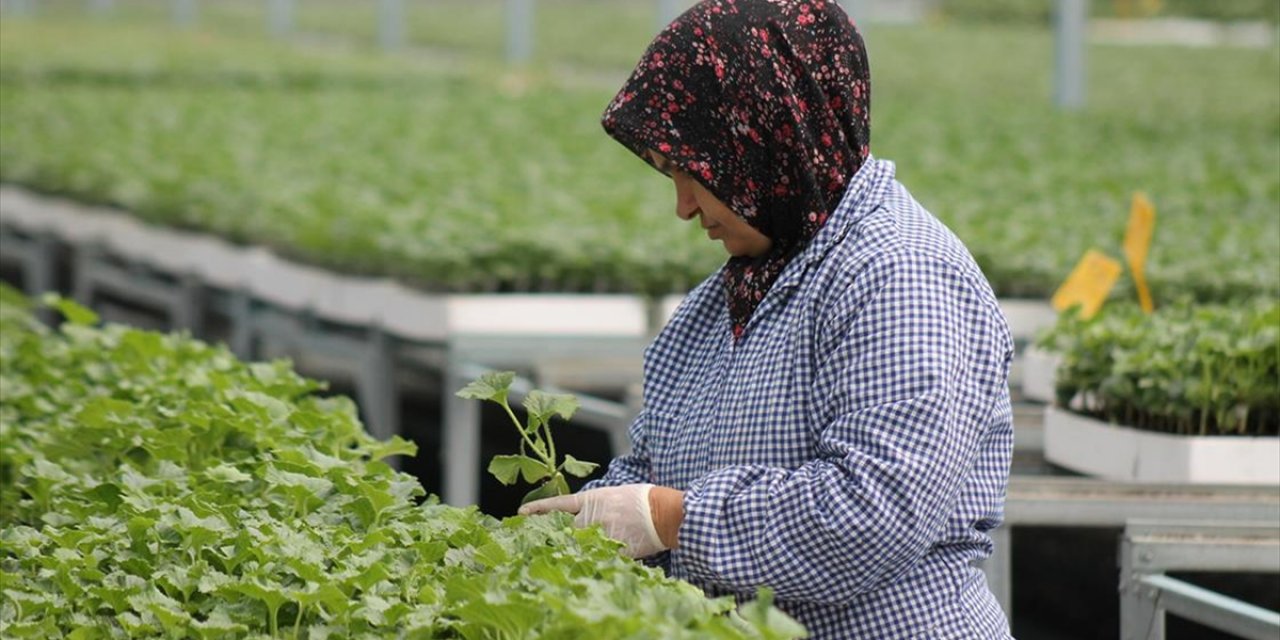 Samsun'da Ürettikleri Tohum Ve Fideleri 5 Ülkeye İhraç Ediyorlar