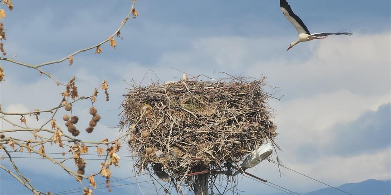 Amasya'da Leylekler Bahar Mevsimiyle Yuvalarına Döndü