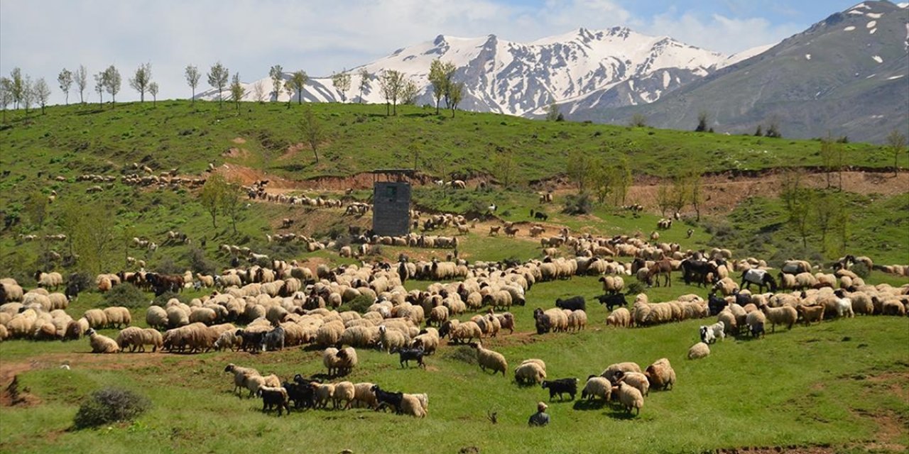 Güneydoğulu Göçerler Bir Aylık Zorlu Yolculuğun Ardından Muş'a Ulaştı