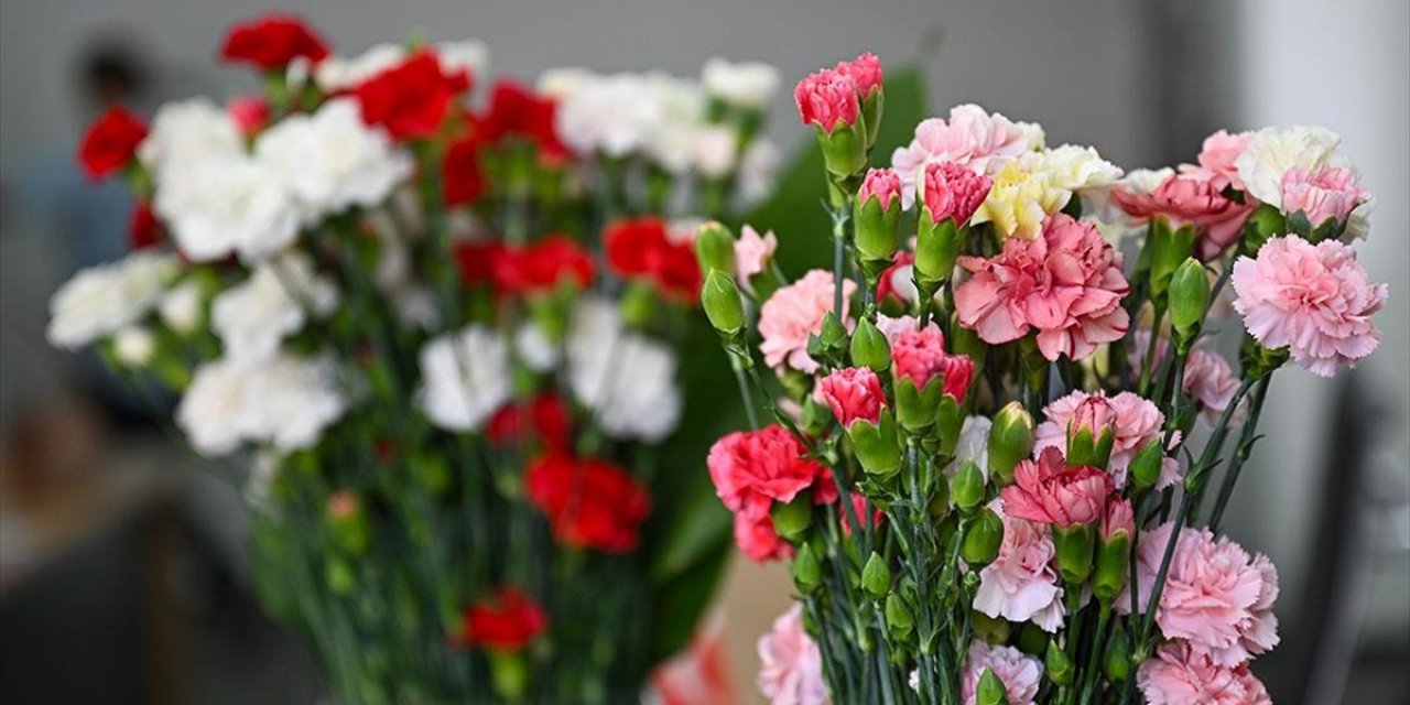 Yıl Boyunca Çiçekli Kalan İki Yeni Karanfil Çeşidi Geliştirildi