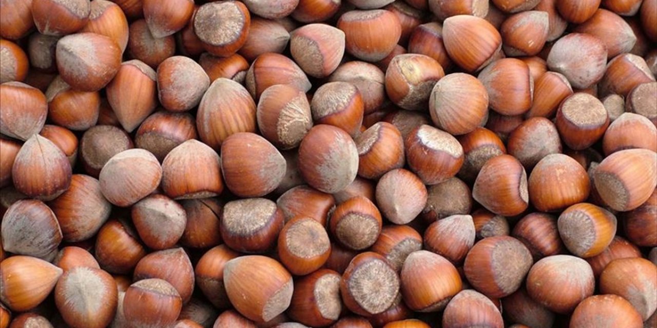 Türkiye, Fındık İhracatından 2025'in İlk 4 Ayında 852 Milyon Doları Aşkın Gelir Sağladı