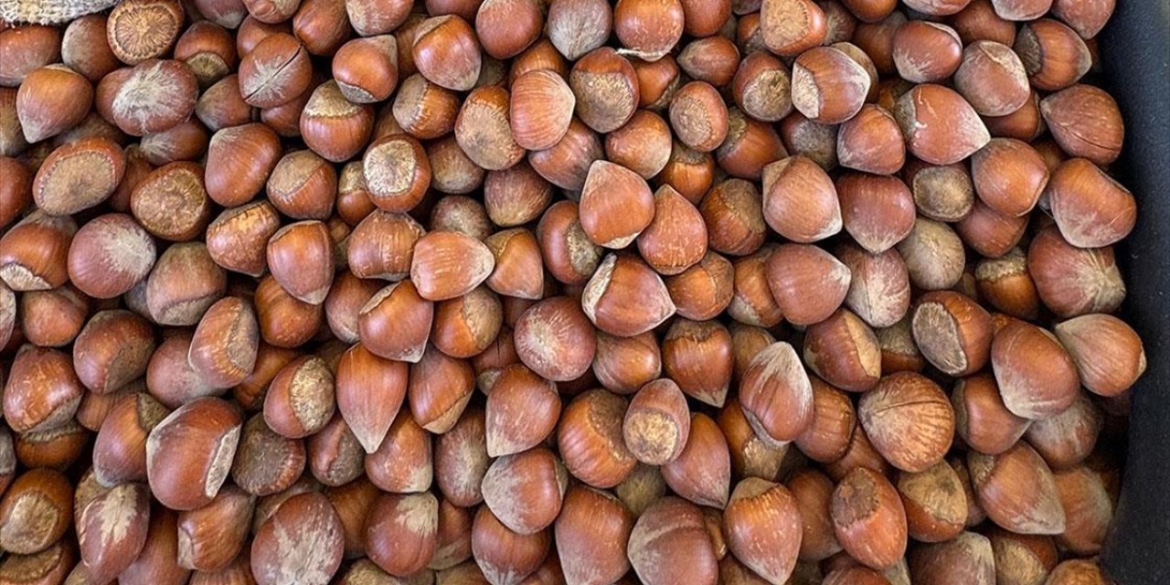 Fındıkta Kahverengi Kokarca Popülasyonu ve Zarar Yoğunluğu Araştırılıyor