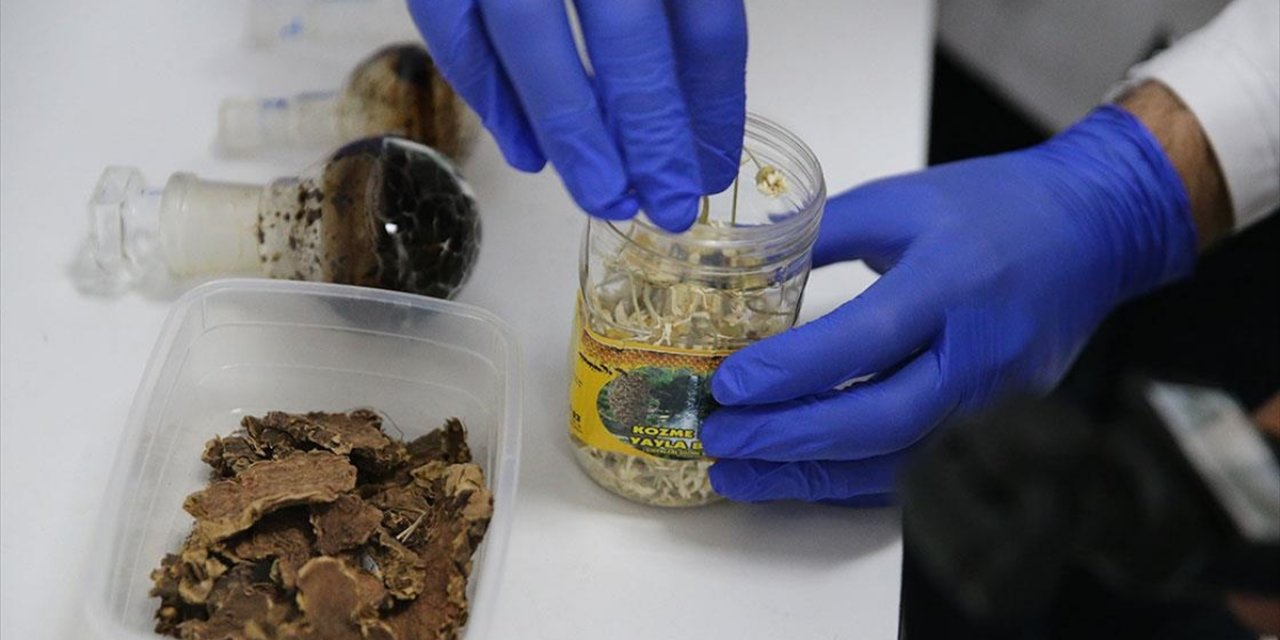 Ekibiyle 2 Bini Aşkın Bitkiyi Analiz Eden Akademisyen Yeni İlaçların Geliştirilmesi İçin Çalışıyor