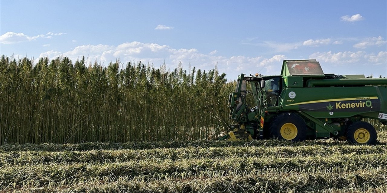 Stratejik Ürün Kenevirde Hem Üretim Hem Verimlilik Artıyor