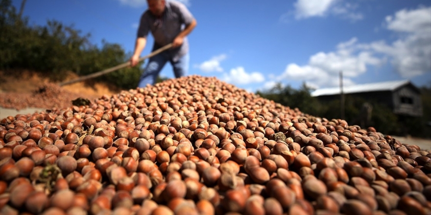 Türkiye En Fazla Fındığı Almanya'ya Sattı