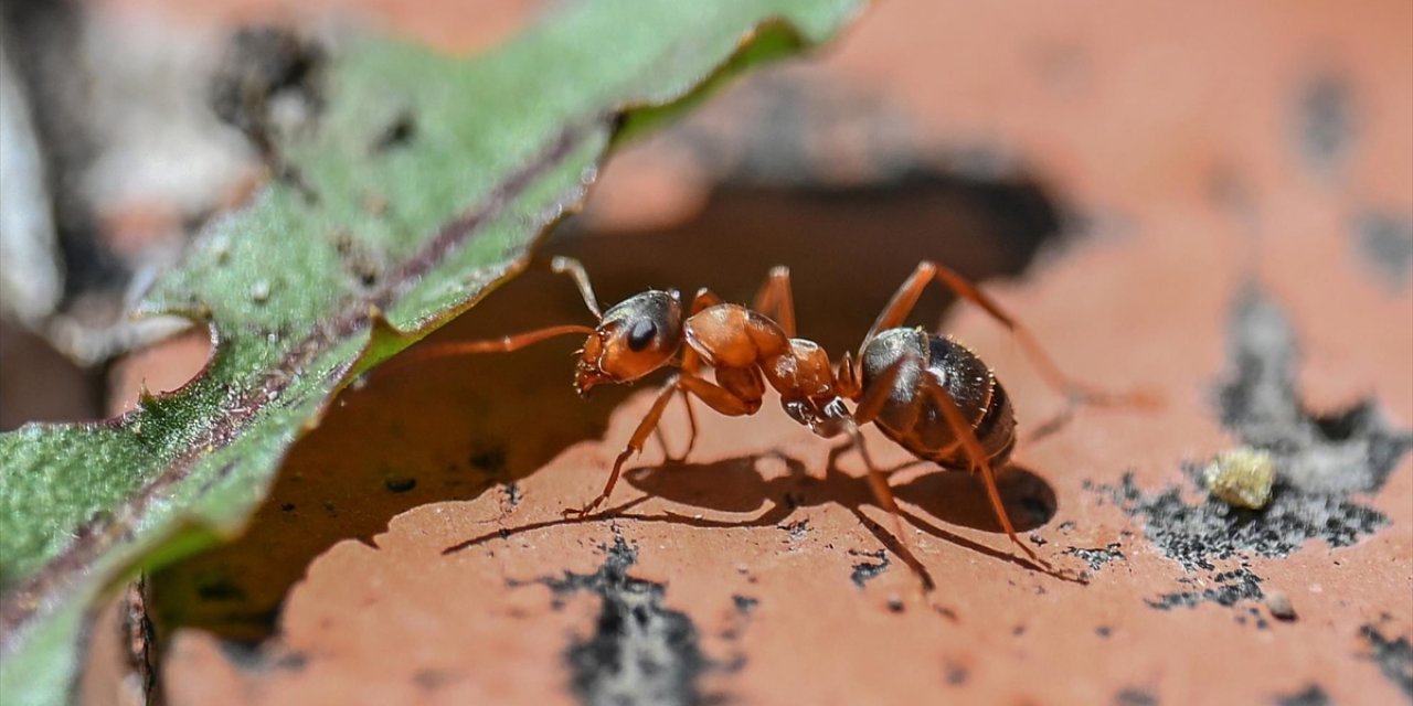 Kenya'da 5 Bin Karıncayla Yakalanan İki Belçika Vatandaşına Para Cezası Verildi