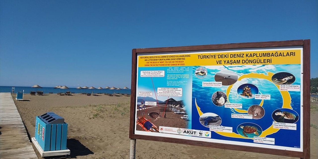 Muğla'da İztuzu Plajı'ndaki Caretta Caretta Yuva Sayısı 10'a Ulaştı