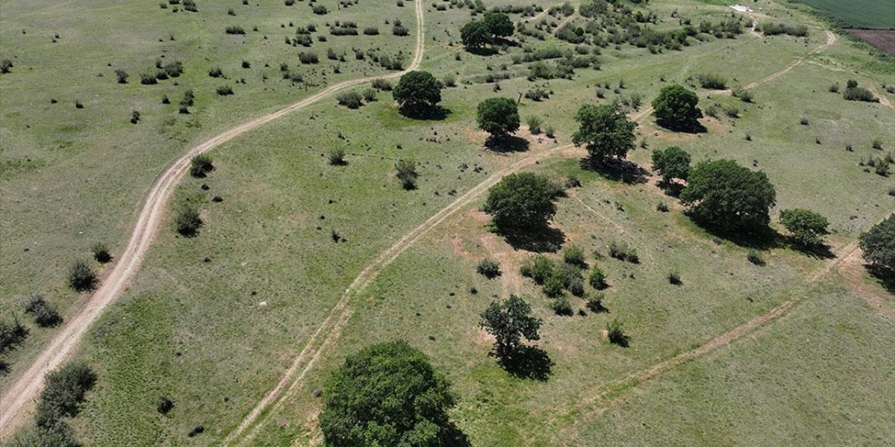 Edirne'de Meraların Belli Bölümlerinde Sulamalı Sisteme Geçilecek