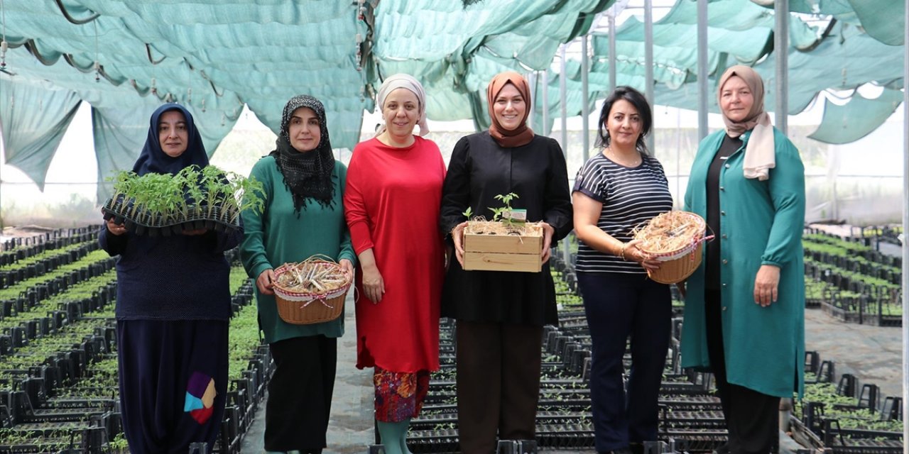 Kocaeli'de Girişimci Kadınlar, Ata Tohumundan Ürettikleri Fidelerle Sürdürülebilir Tarıma Katkı Sağlıyor