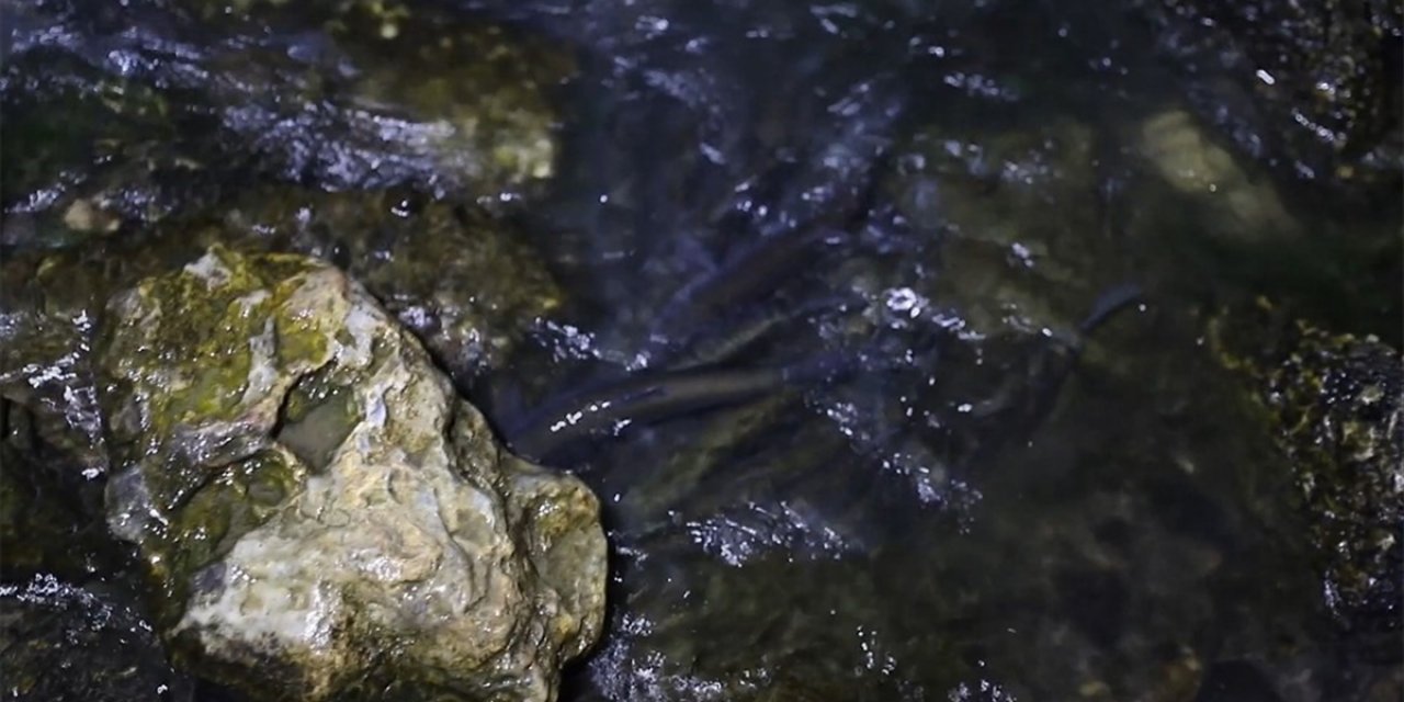 Van'da İnci Kefalinin Tatlı Sulara Yolculuğu Devam Ediyor