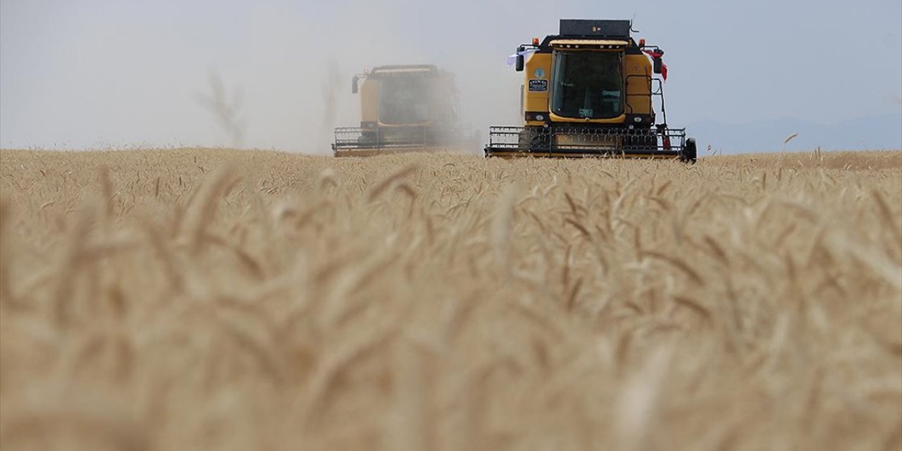 Buğday Rekoltesinin Bu Yıl 19 Milyon Ton Civarında Olması Bekleniyor