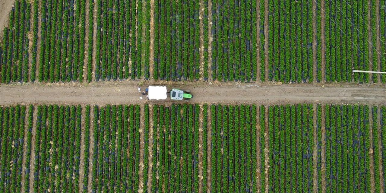 Coğrafi İşaretli Köprübaşı Çileği Genç Çiftçilerle Yaygınlaştırılacak