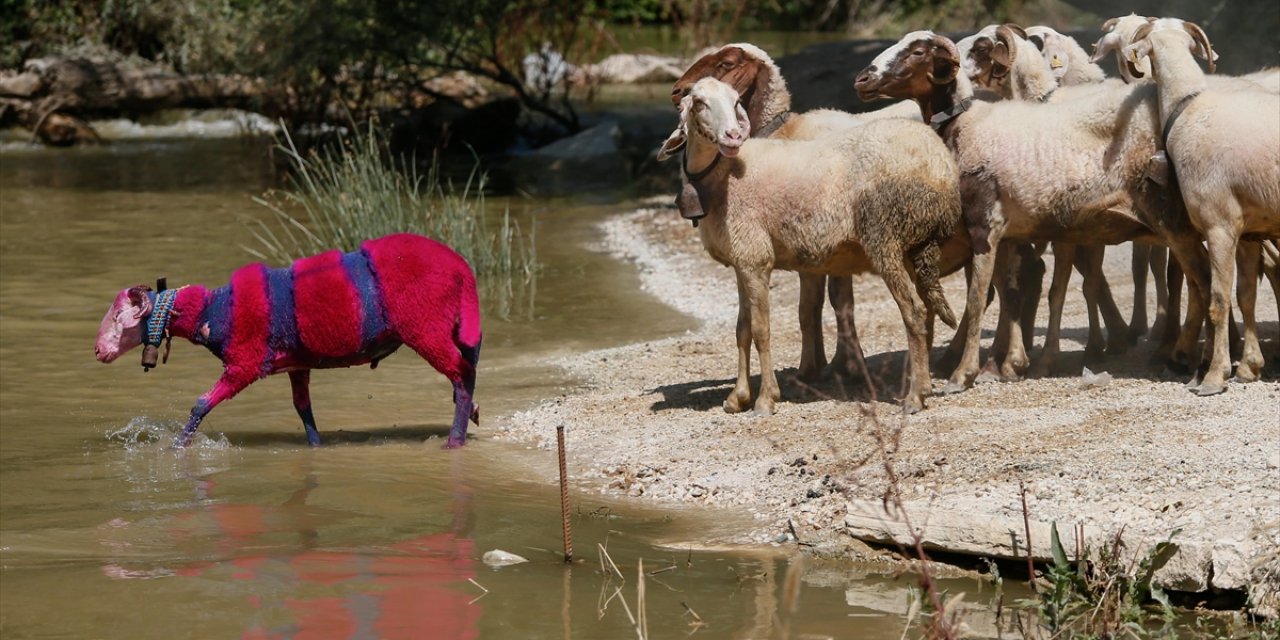 Denizli'nin Asırlık "Sudan Koyun Geçirme Yarışması" Kuraklık Nedeniyle Temmuza Alındı