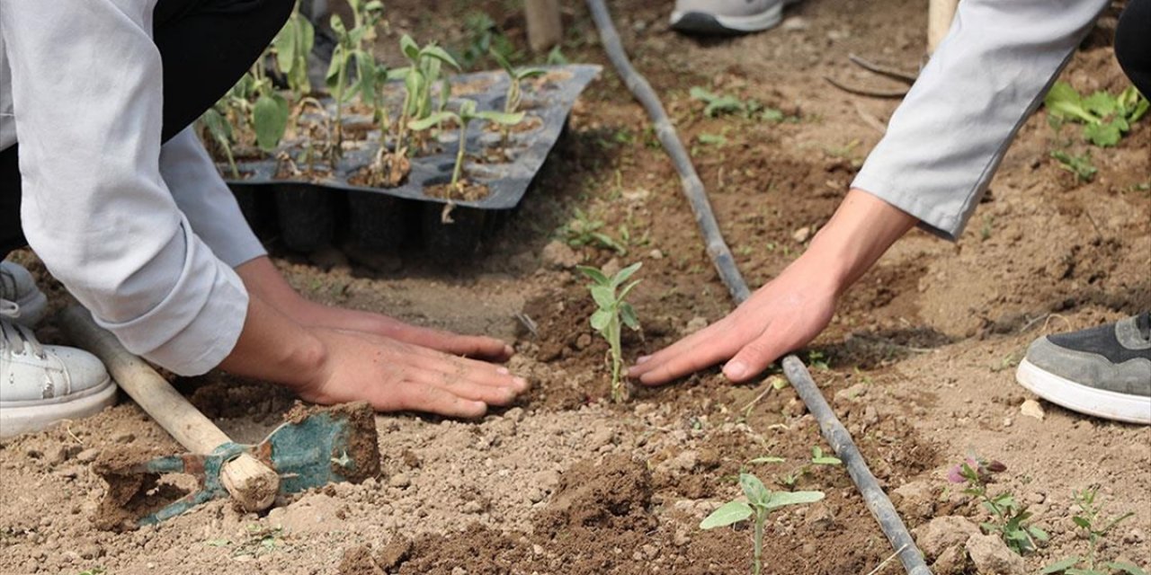 Lise Öğrencileri Aldıkları Eğitimle Okuldaki Serada Sebze Yetiştiriyor